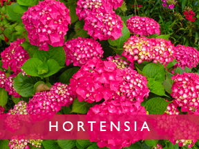 hortensia