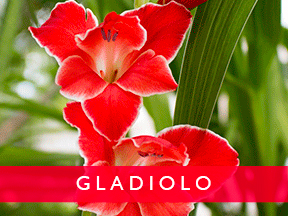 gladiolo