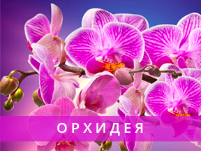 Орхидея